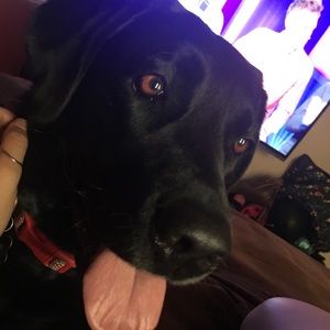 Meet your Posher, Diana